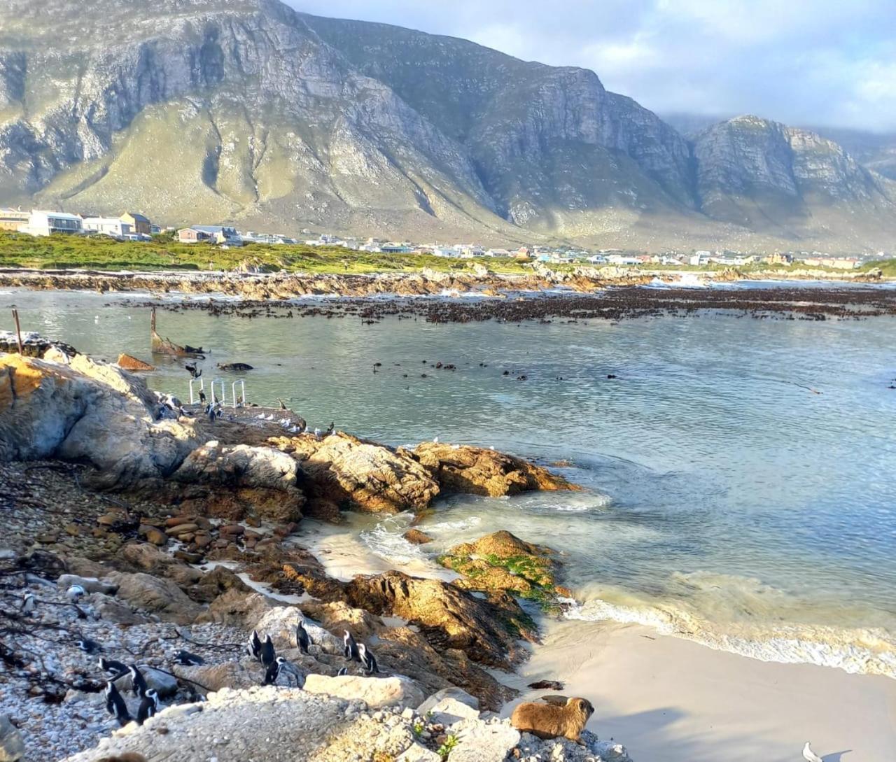Nivenia Beach House Bettyʼs Bay Eksteriør bilde